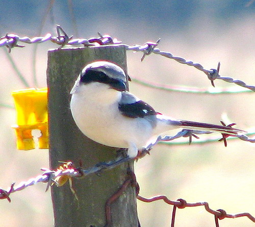 Loggerhead Shrike